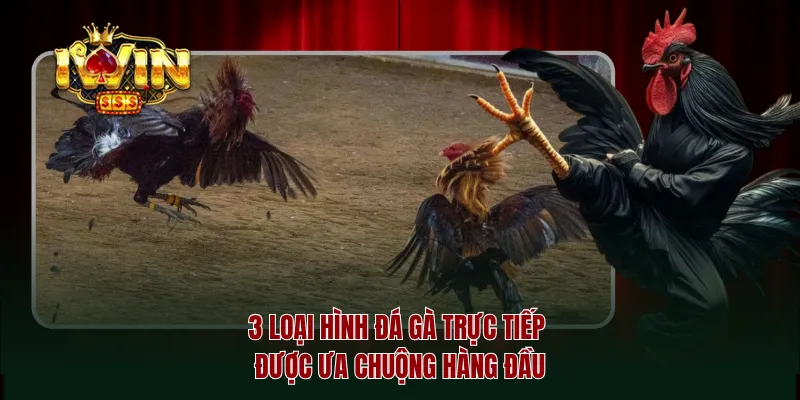 3 loại hình đá gà trực tiếp được ưa chuộng hàng đầu