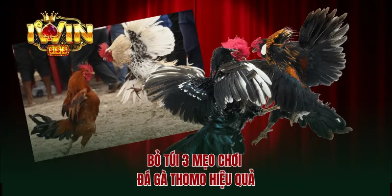 Bỏ túi 3 mẹo chơi đá gà thomo hiệu quả
