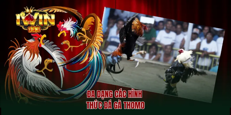 Đa dạng các hình thức đá gà thomo
