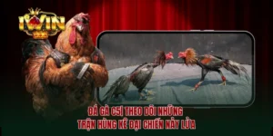 Đá gà c5
