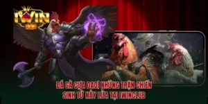 Đá gà cựa dao