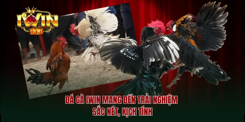 Đá gà iwin mang đến trải nghiệm sắc nét, kịch tính