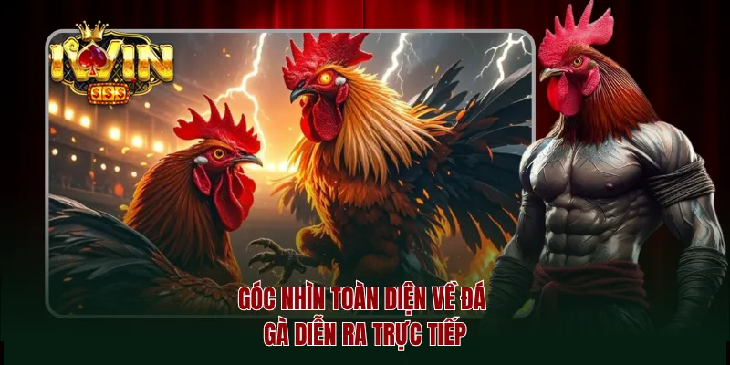 Góc nhìn toàn diện về đá gà diễn ra trực tiếp