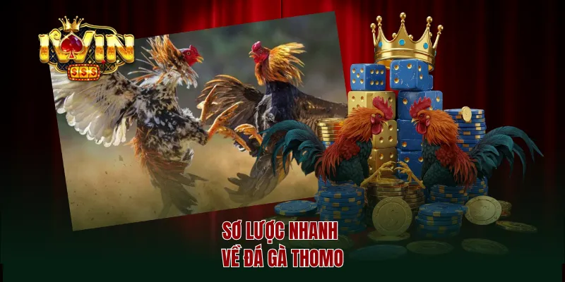 Sơ lược nhanh về đá gà thomo