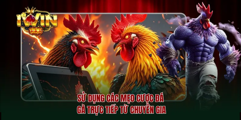 Sử dụng các mẹo cược đá gà trực tiếp từ chuyên gia